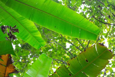 Yeşil muz yapraklarının arkaplanı, orman.