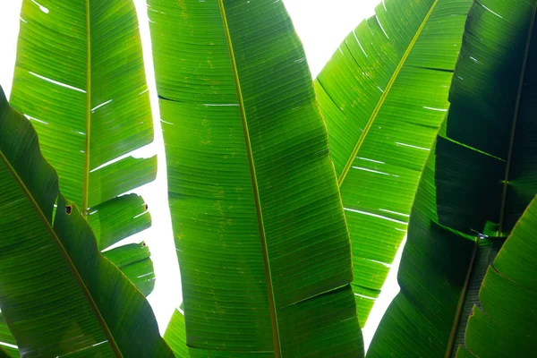 Background Green Banana Leaves Forest — Stock fotografie