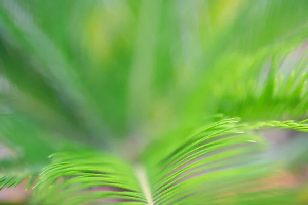 Green Leaf Pattern Background Design — Stock Photo, Image
