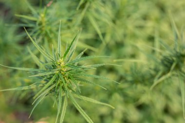 Tıbbi marihuana, alternatif bitkisel tıp konsepti, tıbbi marihuana.