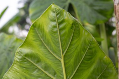 Arkaplan yaprağı deseni ve tasarımı.