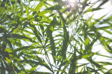Tarımsal el kenevir yaprakları, tıbbi marihuana.