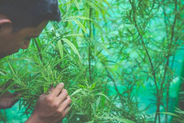 Çiftçiler çiftlikte marihuanayı kontrol edebilirler..