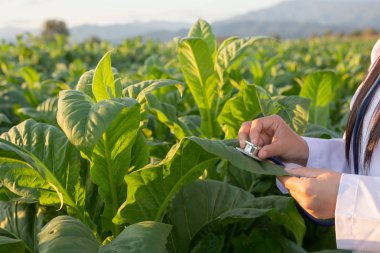 Kadın araştırmacılar modern tütün kavramlarını incelediler.