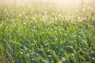 Dış spiners gelen su damlacıkları ile soğan tarım arsa