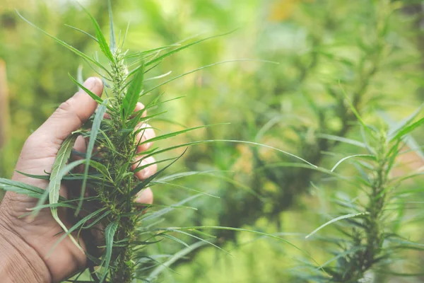 Çiftçiler çiftliklerinde marihuana (kenevir) ağaçları bulundururlar.
