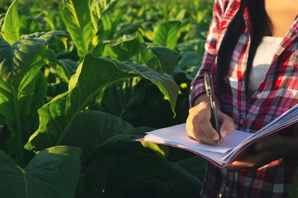 Agricultores Segurar Notebook Verificar Campos Tabaco Modernos — Fotografia de Stock