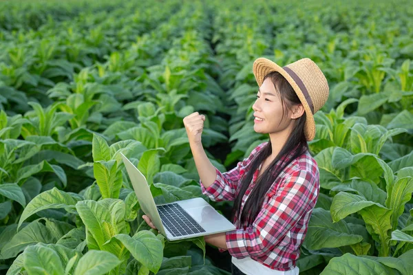 Farmers hold tablets, check modern tobacco fields.