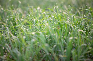 Dış spiners gelen su damlacıkları ile soğan tarım arsa