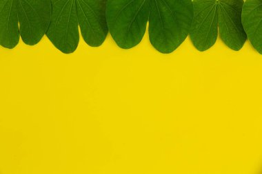 Dussehra tebrik kartları sarı arka planda apta / Bauhinia racemosa kullanırlar.