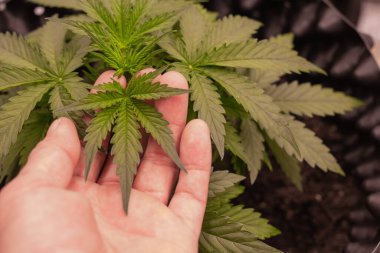 Esrar, Mobil Kenevir 'i terk ediyor. Dünyadaki doktorların yasallaştırma tarihi. Çiftlikteki yeşil kenevir..