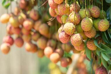 Garddan taze organik kırmızı liçi..