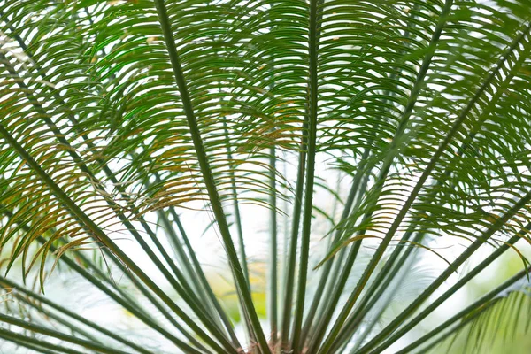 Cycads Forests Northern Thailand — Fotografia de Stock