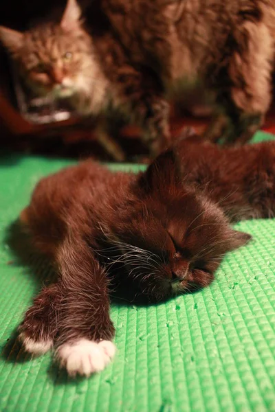Zwei Flauschige Kätzchen Schliefen Nach Stürmischen Spielen Ein Katzenmama Bewacht — Stockfoto
