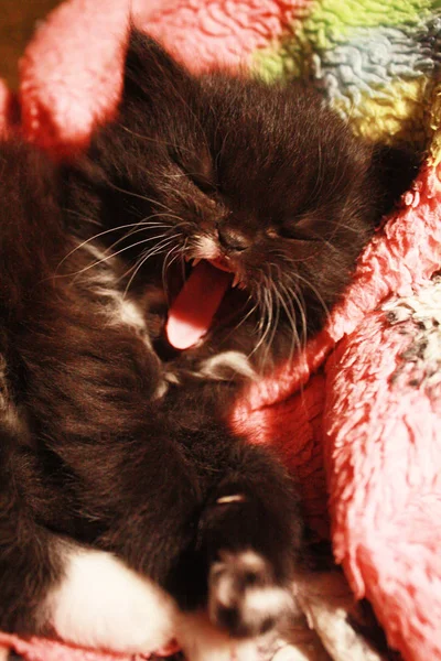 Little Black Fluffy Kitten Lay Comfortably Bed Yawned — Stock Photo, Image