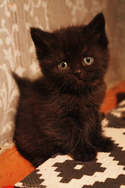 Little Black Fluffy Kitten Sits Floor Looks You Cutely — Stock Photo, Image