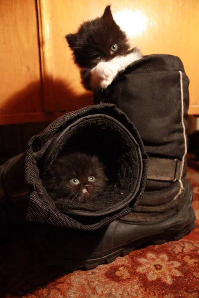 Two Little Fluffy Kittens Climbed Boots Owner Froze — Stock Photo, Image