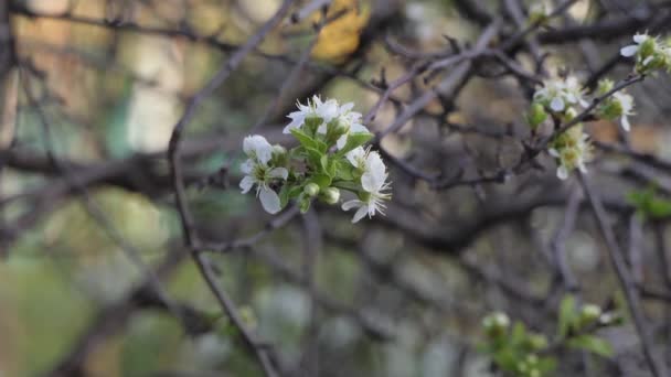 Virágzó Cseresznye Virágok Tavasszal Szibéria — Stock videók