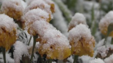 ilk kar bitkiler ve çiçekler üzerine düşüyor