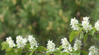 Sibirya 'da ilkbaharda çam kozalaklarının arka planında çiçek açan bitkiler, amelanchier (shadberry)