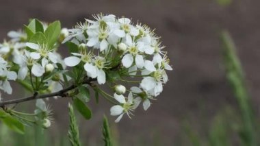 Bitkiler, çiçek açan kiraz çiçekleri baharda, Sibirya
