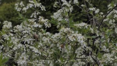 Bitkiler. İlkbaharda çiçek açan kiraz çiçekleri, Sibirya