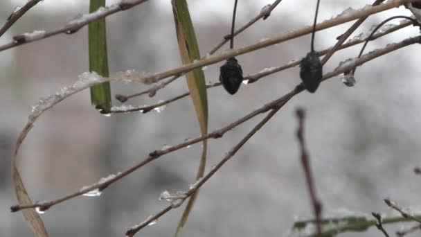 la première neige tombe sur les plantes et les fleurs 