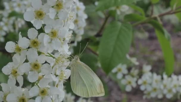 Plantes, papillon sur un oiseau fleur de cerisier au printemps