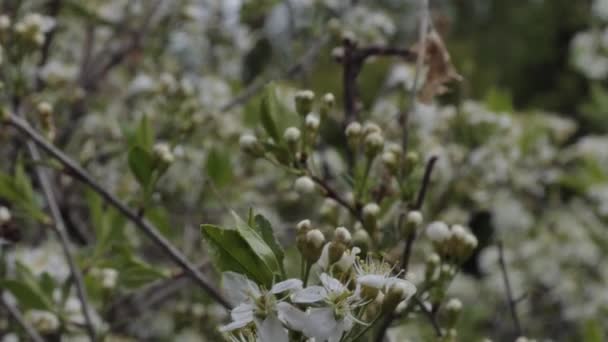 Bitkiler Lkbaharda Çiçek Açan Kiraz Çiçekleri Sibirya — Stok video