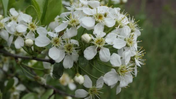 Des Plantes Floraison Des Cerisiers Printemps Sibérie — Video