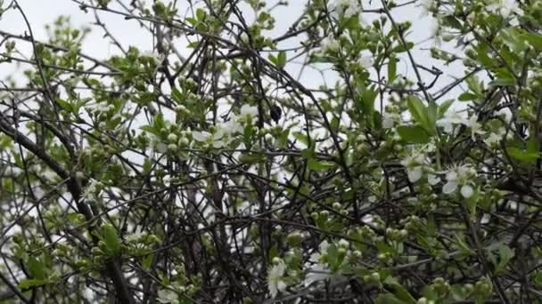 Pflanzen Blühende Kirschblüten Frühling Sibirien — Stockvideo