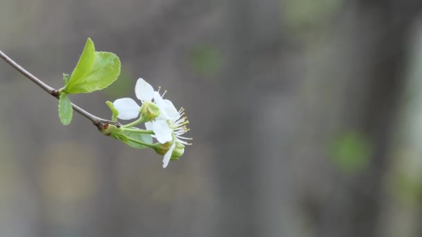 Φυτά Άνθη Κερασιάς Την Άνοιξη Ανθισμένα Άνθη Κερασιάς Την Άνοιξη — Αρχείο Βίντεο