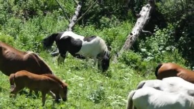 Dağlarda bir çayırda otlayan atlar, Sibirya