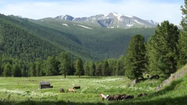 Dağlarda bir çayırda otlayan atlar, Sibirya