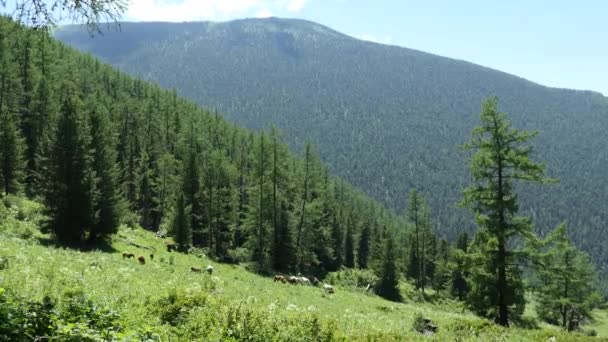 Pferde Weiden Auf Einer Weide Den Bergen Sibirien — Stockvideo