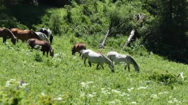 Dağlarda Bir Çayırda Otlayan Atlar Sibirya — Stok video