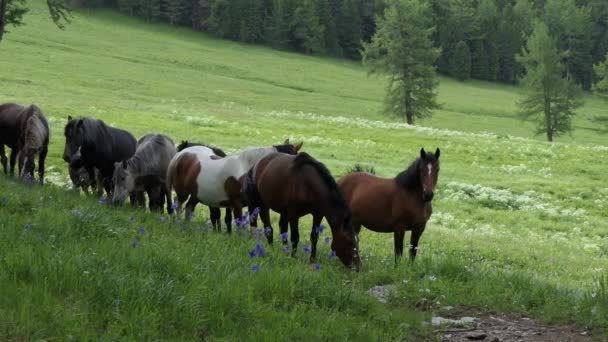 Dağlarda Bir Çayırda Otlayan Atlar Sibirya — Stok video
