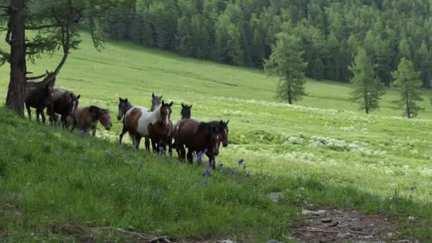 Lovak Legeltetés Egy Legelő Hegyekben Szibériában — Stock videók