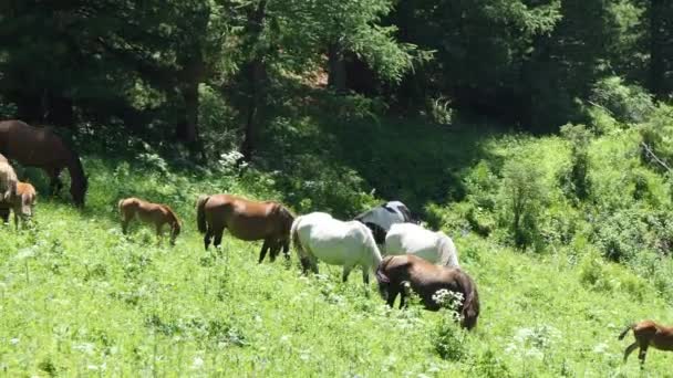 Dağlarda Bir Çayırda Otlayan Atlar Sibirya — Stok video