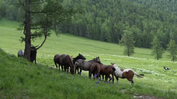 在西伯利亚山区牧场放牧的马 — 图库视频影像