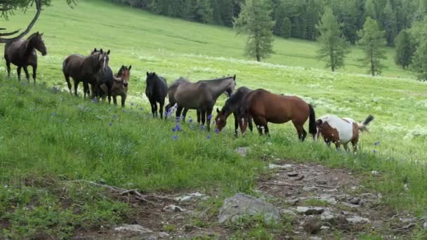 Dağlarda Bir Çayırda Otlayan Atlar Sibirya — Stok video