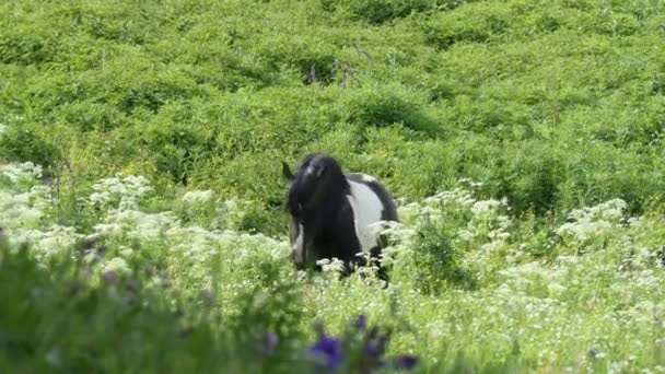 Chevaux broutant dans un pâturage en montagne, Sibérie 
