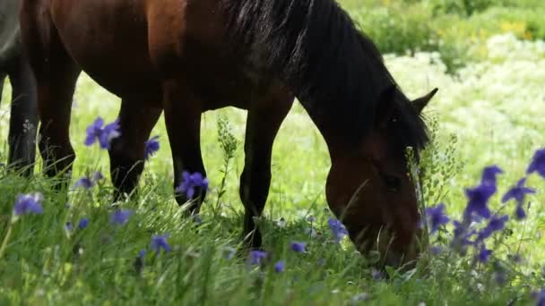 Caballos Pastando Pasto Las Montañas Siberia — Vídeo de stock