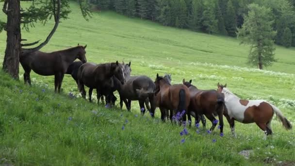 Paarden Grazen Een Weide Bergen Siberië — Stockvideo