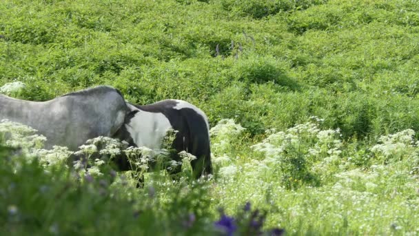 シベリアの山の牧草地で放牧する馬 — ストック動画