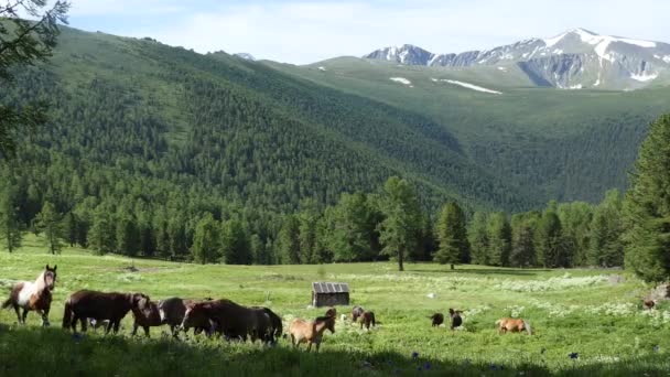 Koně Pasou Pastvinách Horách Sibiři — Stock video