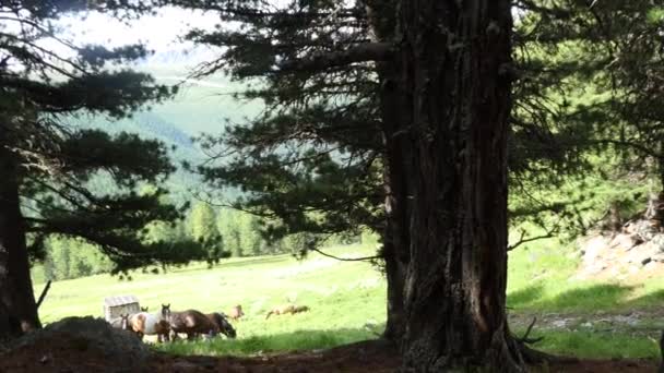 Chevaux broutant dans un pâturage en montagne, Sibérie 