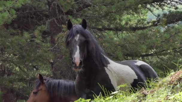 Konie Pasą Się Pastwiskach Górach Syberia — Wideo stockowe
