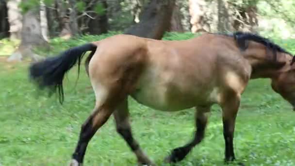 シベリアの山の牧草地で放牧する馬 — ストック動画