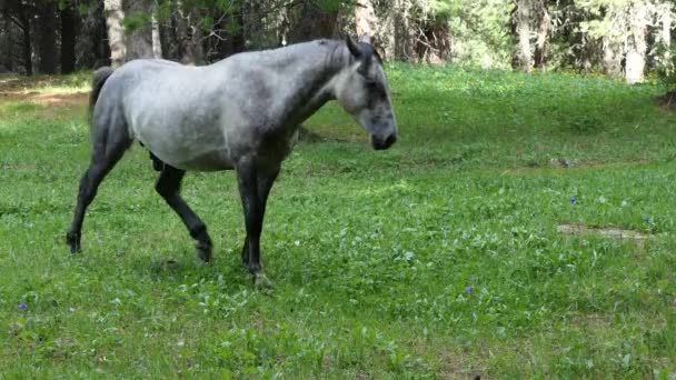 シベリアの山の牧草地で放牧する馬 — ストック動画